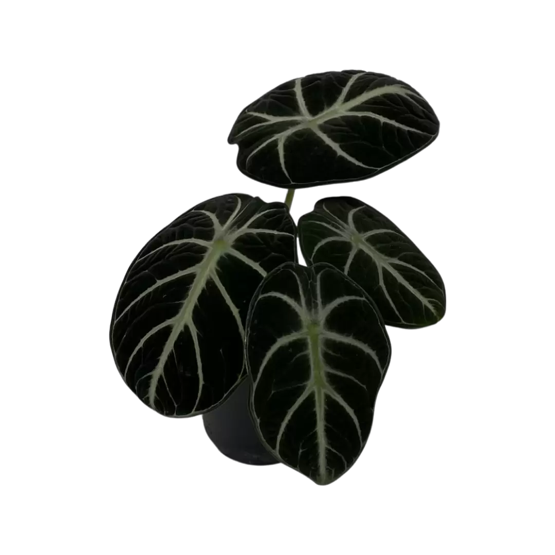 Alocasia Reginula Ninja Garden Center Wemmel