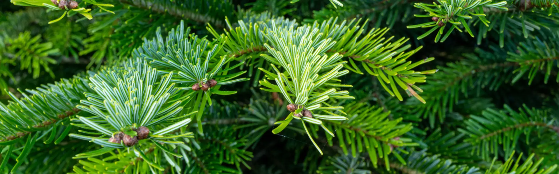 Kerstboom verkoop vanaf 23 november Verse kerstbomen