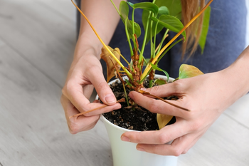 Conseils de rafraîchissement estival pour vos plantes d'intérieur