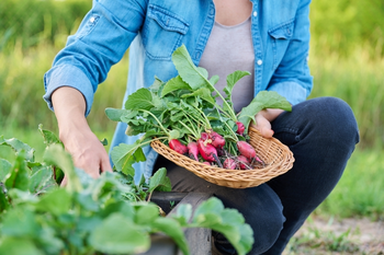 Conseils pour le potager en août