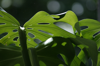 Plantes à feuillage tendance pour la maison