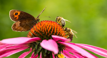 Tips voor het aantrekken en behouden van bijen, vogels en vlinders in jouw tuin