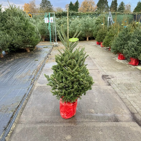 Abies Fraseri 125-150cm (cultivé en pot) - image 1