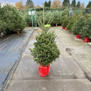 Abies Fraseri 125-150cm (potgekweekt) - afbeelding 1