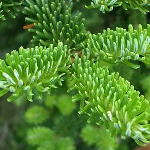 Abies Fraseri 125-150cm (potgekweekt) - afbeelding 2