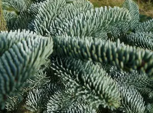 Abies Nobilis 150-200cm (gezaagd)