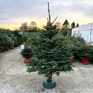 Abies Nobilis 150-200cm (scié) - image 1