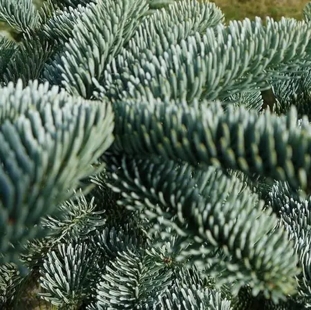 Abies Nobilis 150-200cm (scié) - image 2