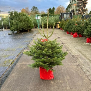 Abies Nordmanniana 100-125cm (potgekweekt) - afbeelding 1