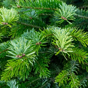 Abies Nordmanniana 100-125cm (potgekweekt) - afbeelding 2