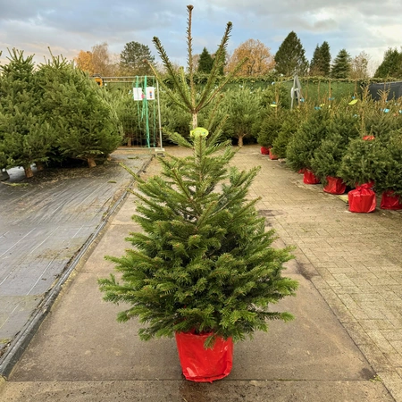 Abies Nordmanniana 125-150cm (cultivé en pot) - image 1