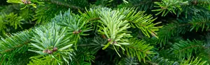 Abies Nordmanniana 125-150cm (potgekweekt)