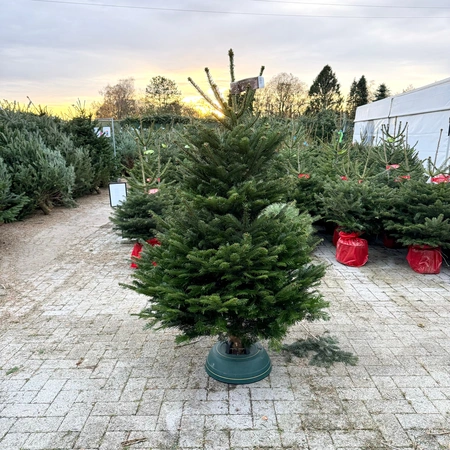 Abies Nordmanniana 150-174cm (scié) - image 1