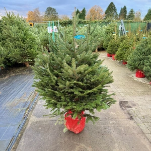 Abies Nordmanniana 150-175cm (potgekweekt) - afbeelding 1