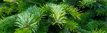 Abies Nordmanniana 175-199cm (gezaagd)