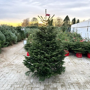 Abies Nordmanniana 175-199cm (gezaagd)