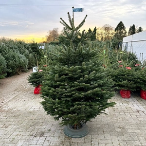 Abies Nordmanniana 200-224cm (scié) - image 1