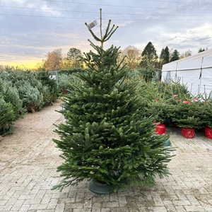 Abies Nordmanniana 225-250cm (scié) - image 1