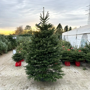 Abies Nordmanniana 250-299cm (scié) - image 1