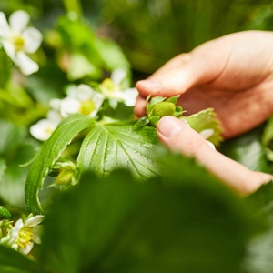 Compo - Aardbeien meststof - afbeelding 6