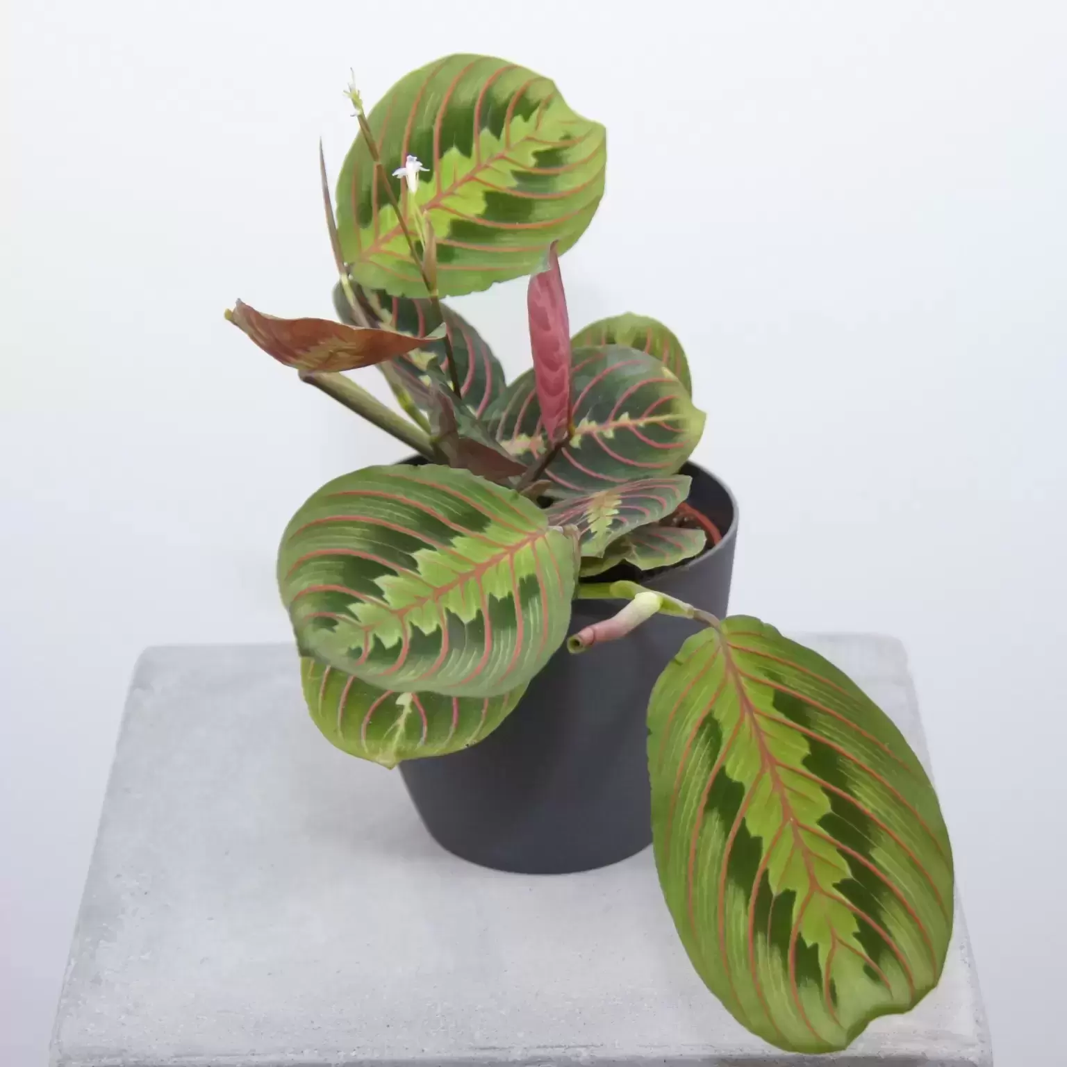 maranta leuconeura