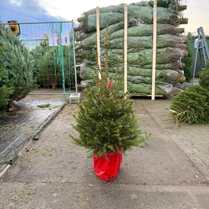 Picea Abies 100-125cm (potgekweekt) - afbeelding 1