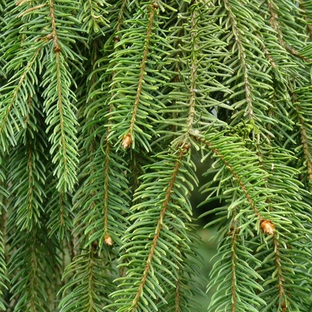 Picea Abies 100-125cm (potgekweekt) - afbeelding 2