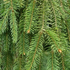 Picea Abies 100-125cm (potgekweekt) - afbeelding 2