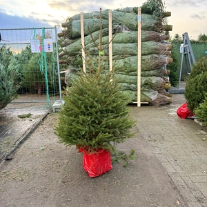 Picea Abies 125-150cm (potgekweekt) - afbeelding 1