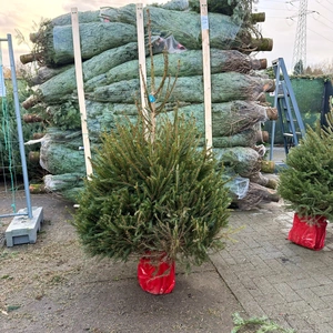 Picea Abies 150-175cm (potgekweekt) - afbeelding 1