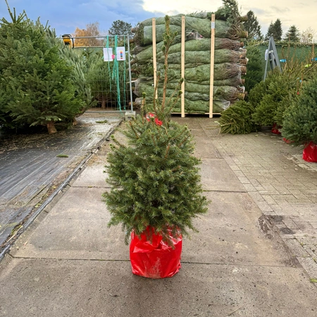 Picea Omorika 100-125cm (potgekweekt) - afbeelding 1