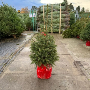 Picea Omorika 100-125cm (potgekweekt) - afbeelding 1