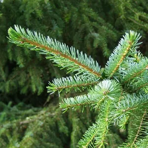 Picea Omorika 100-125cm (potgekweekt) - afbeelding 2