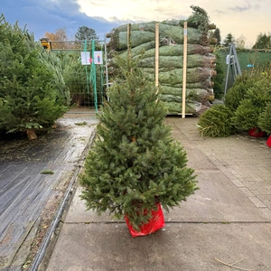 Picea Omorika 125-150cm (potgekweekt) - afbeelding 1