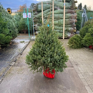 Picea Omorika 150-175cm (potgekweekt) - afbeelding 1